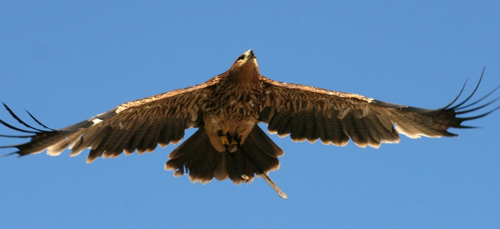 Un'aquila reale uccisa nel nido a colpi di fucile, il Wwf del Trentino: Incapacità dell'uomo di rispettare la natura''